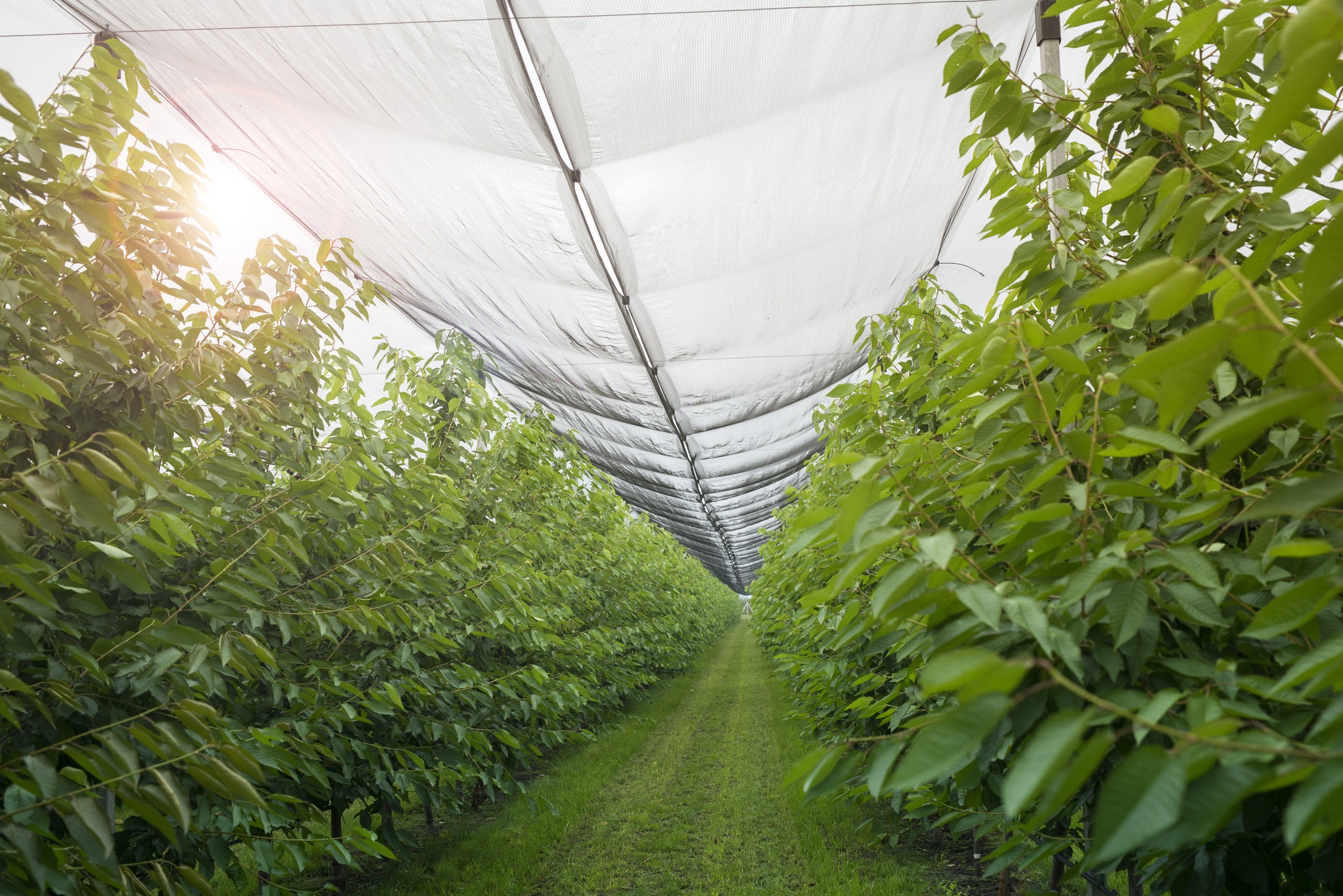 Sinek Tülü ve Taban Örtüsü